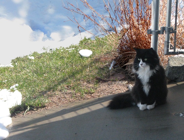 Bewildered Neighbor Cat Finds a Small Dry Spot