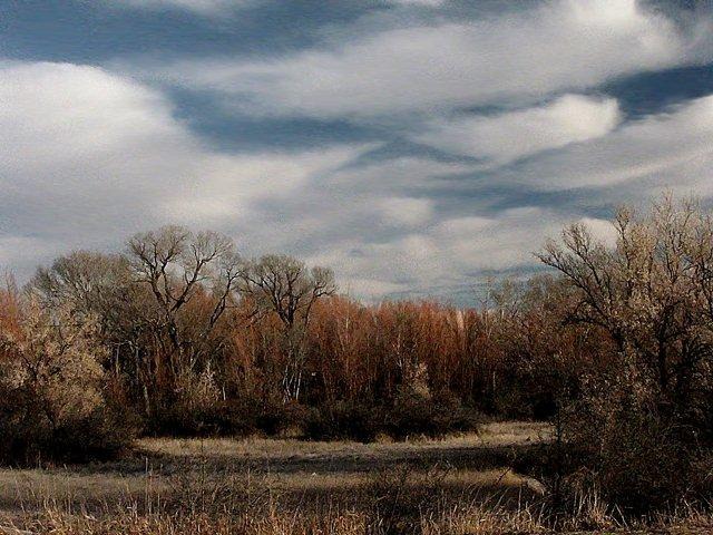Willows Along Clear Creek, Buffalo WY