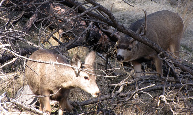 Deer Dating
