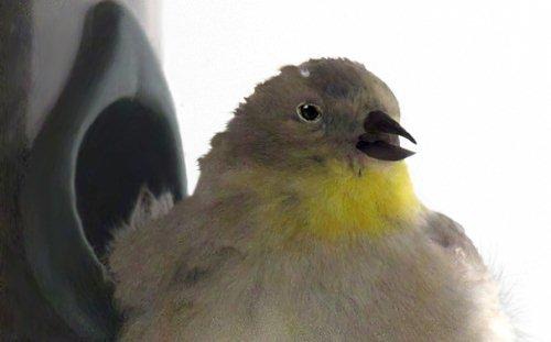 American Goldfinch in Winter Coat