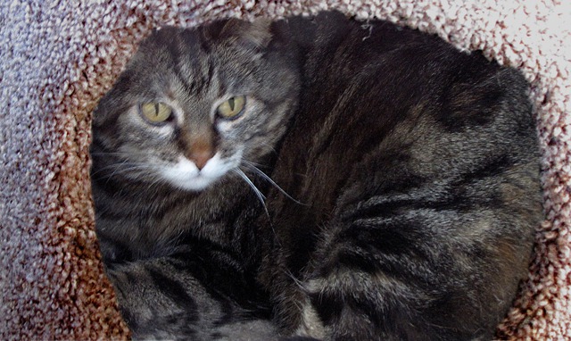 Furry Purry Elects to Stay Put in the Preamble Stage