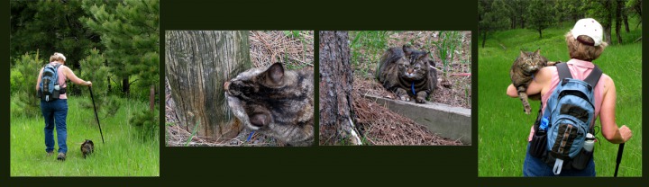 Hiking, Sniffing, Contemplating, Human Assisting