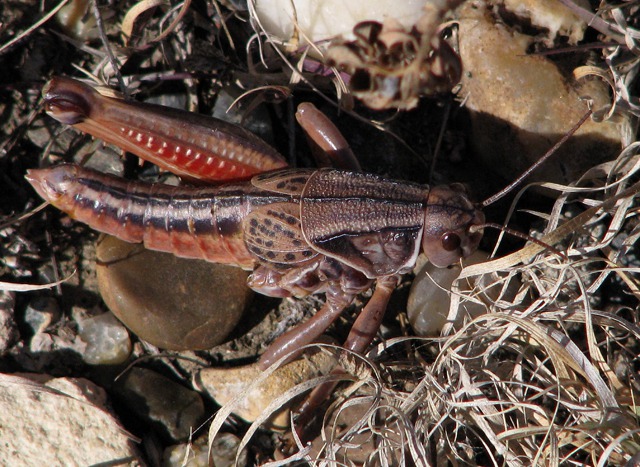 Brightly Armored One-Legged Grasshopper  