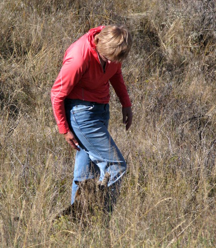 The Cat Hiker Seeks Sanctuary