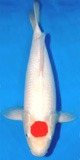 A Prized Rising Sun Koi (Tancho Kohaku)