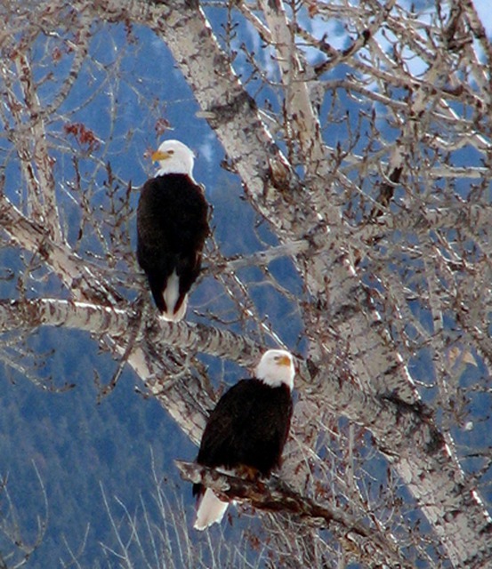 Bald Eagle (Haliaeetus leucocephalus) Pair Near Chico Hot Sptings