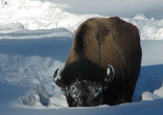 Bison in a Food Hole