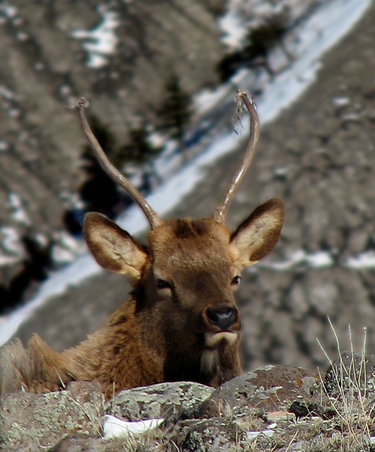 Insouciant Young Elk in the Sun