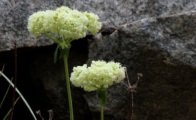 Yellow Buckwheat (Eriogonum flavum)