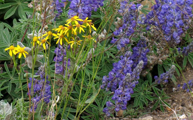 Blue Lupine (Lupinus argenteus) and Mountain Arnica (Arnica latifolia) 