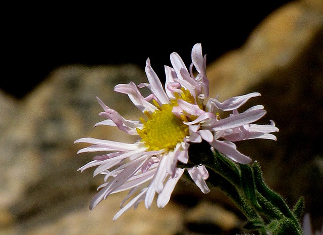 Showy Fleabane (Erigeron speciosus)