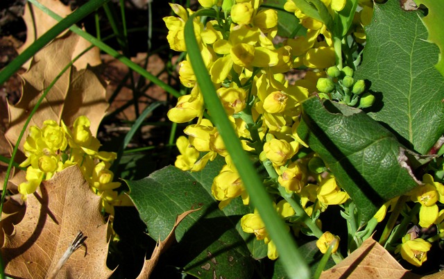 Oregon Grape (Mahonia repens) in Bloom