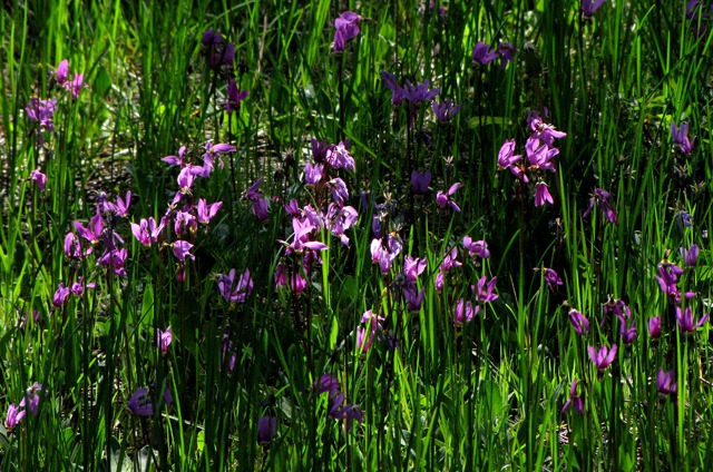 Darkthroat Shooting Star (Dodecatheon pulchellum) in Typical Field Cluster