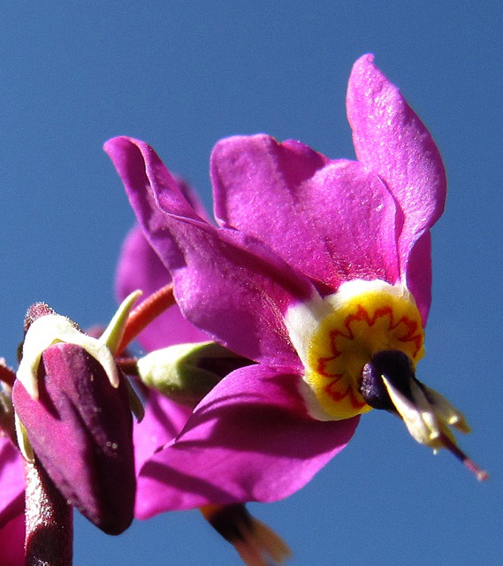 Darkthroat Shooting Star (Dodecatheon pulchellum) Close Up