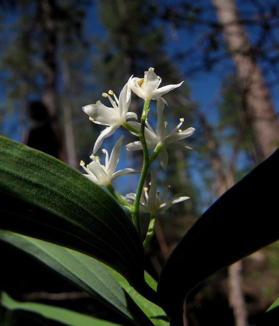 Starry False Solomon Seal (Smilacina stellata)