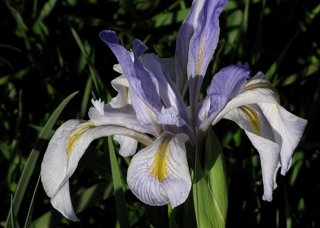 Rocky Mountain Iris (Iris missouriensis)