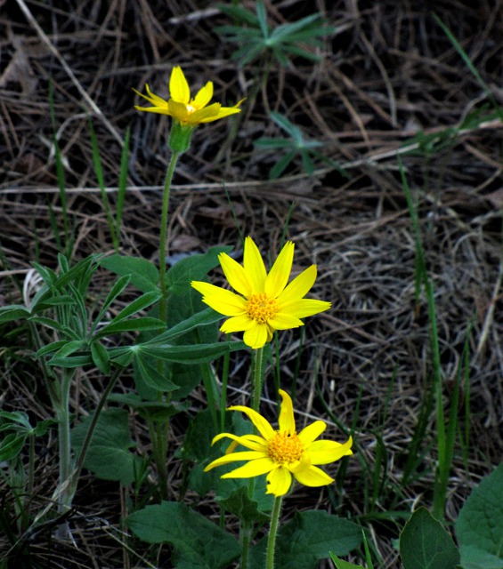 Arrowleaf Balsamroot (Balsamorhiza sagittata)
