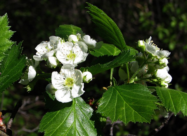 Northern Hawthorn (Crataegus chrysocarpa) in Bloom