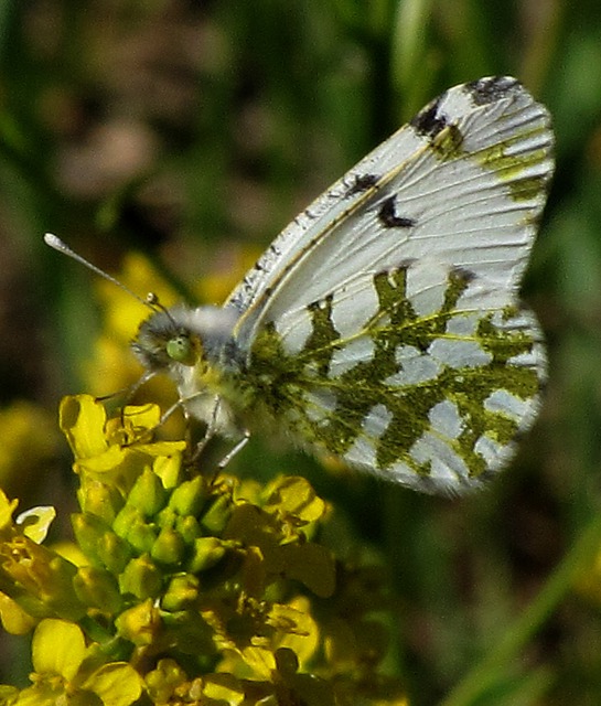 Marble Butterfly (Euchloe ausonides) on Yellow Rocket Bloom (Barbarea vulgaris)