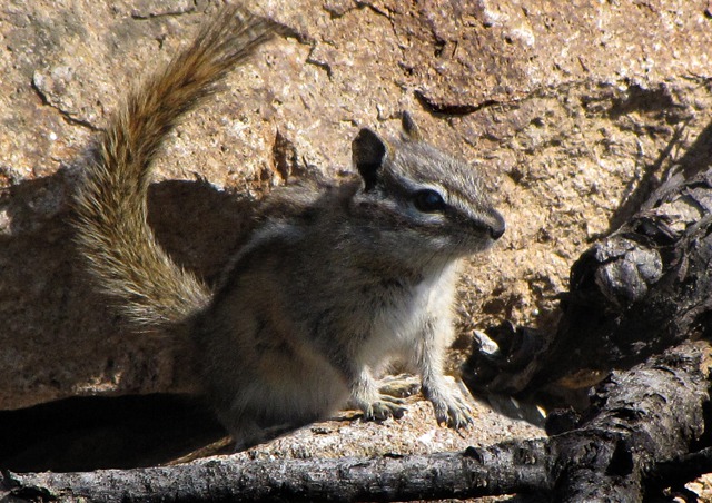 Chipmunk (Tamias) On Alert