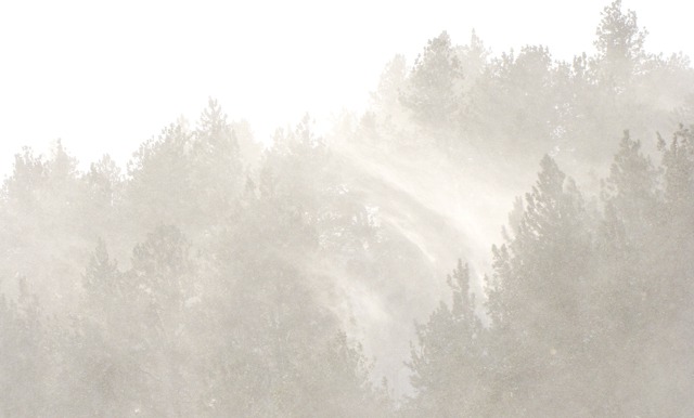 Outside, Snow Leaps From The Trees in the Driving Wind