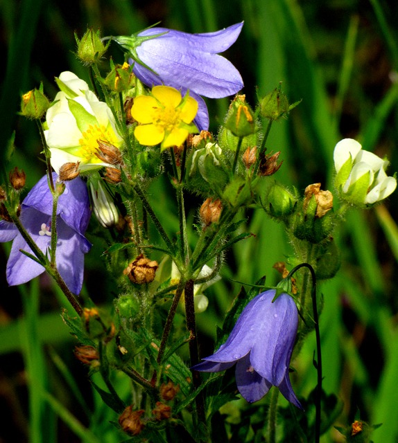 Harebell (Campanula rotundifolia) and Slender Cinquefoil (Potentilla gracilis) Along Lake Creek Cascade Trail
