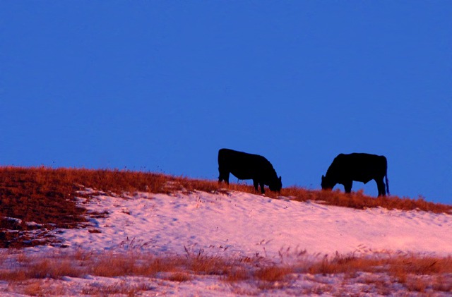 Ridgeline Angus at Sunrise