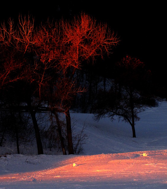 Sunrise Hits the Trees