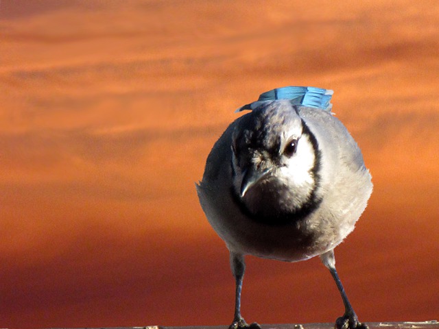 Sunrise Suet Customer
