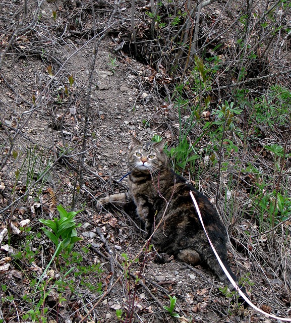 Furry Purry on her Leash on an Uphill Run by the Fisher River