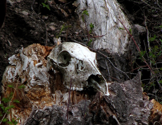 Deer Skull Along the Fisher River MT