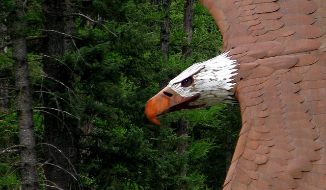 Iron Eagle Sweeps Through the Forest in Libby MT