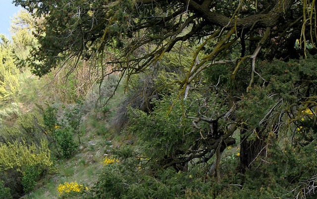 A Fir and Sage Interface Zone in a Side Canyon of the Okanagon Region