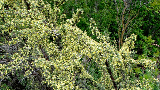 Antelope Bitterbrush (Purshia tridentate) on the Turnoff to Conconully WA