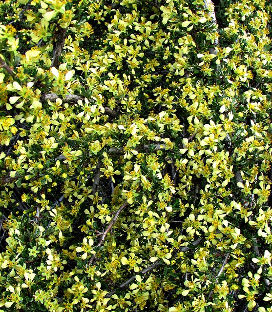 Closeup of Antelope Bitterbrush (Purshia tridentate) on the Turnoff to Conconully WA