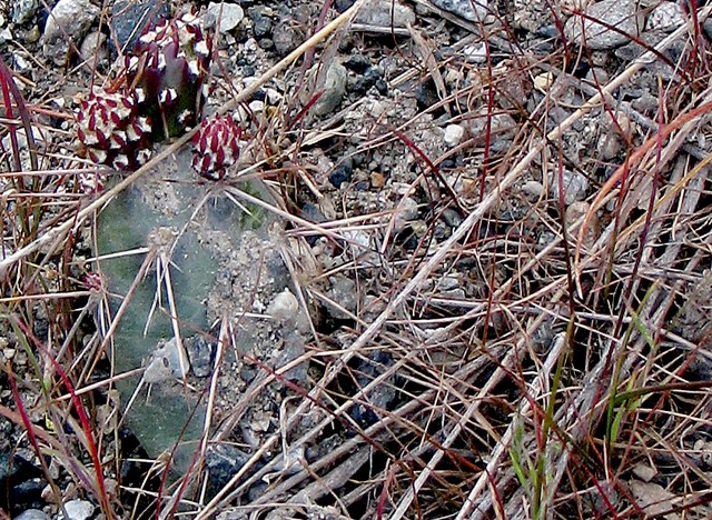 A Prickly Pear Cactus Amid Pine Needles