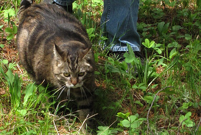 Furry Purry Takes a Stretch Break in Wild Strawberries