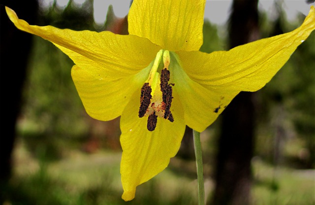 Cat's Eye View of a Trout Lily (Erythronium grandiflorum)