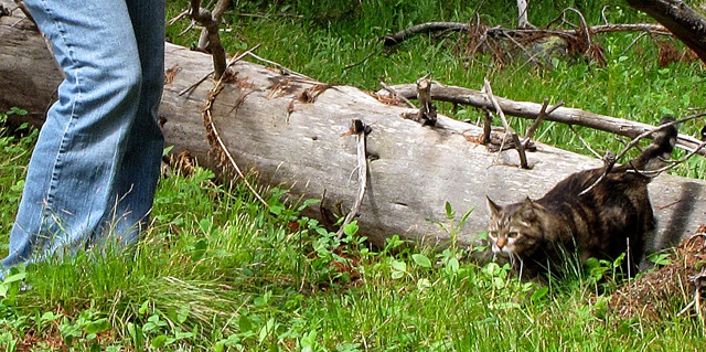 Over-the-Log Prowl