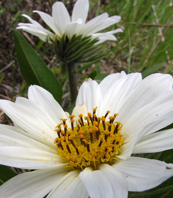 Sunflower Mule-ears (Wyethia helianthoides)