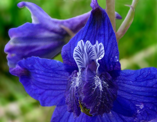 A Perky Larkspur (Delphinium)