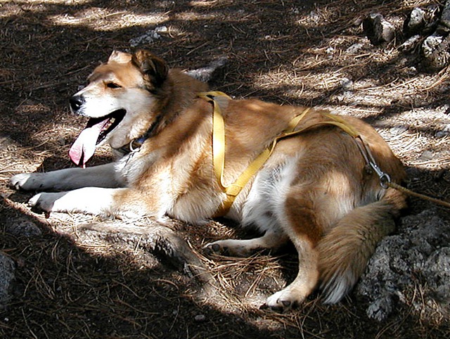 Levi Basking Along the Trail