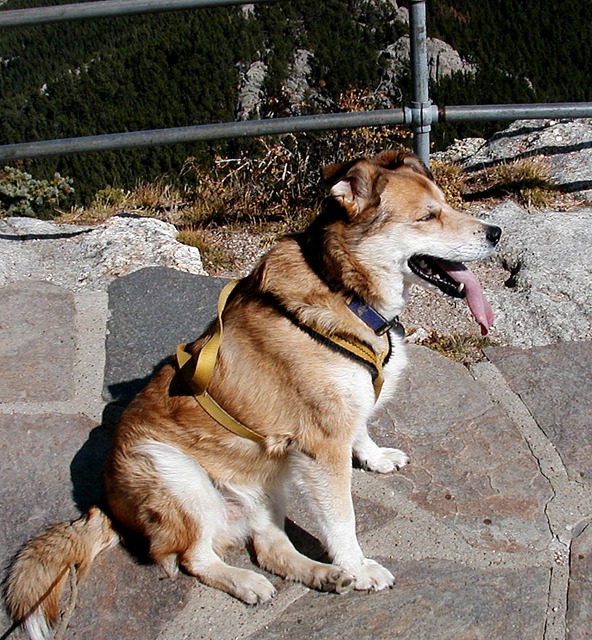 Levi Resting on Top of Black Elk (Formerly Harney) Peak, SD