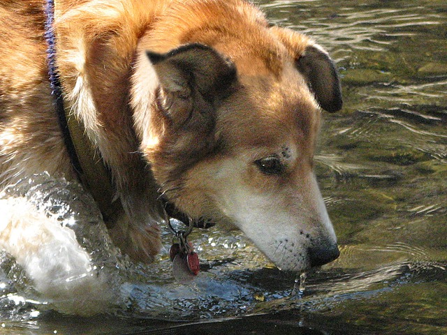 Levi Drinks Deep at Sheridan Lake