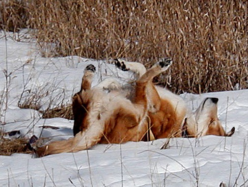 Levi Snow Rolling
