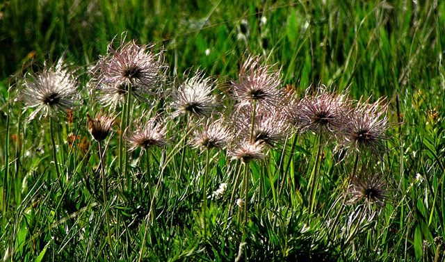 Pasque Flower (Pulsatilla hirsutissima)  Seed Head Cluster