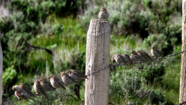 The Sparrow Who Would Be King