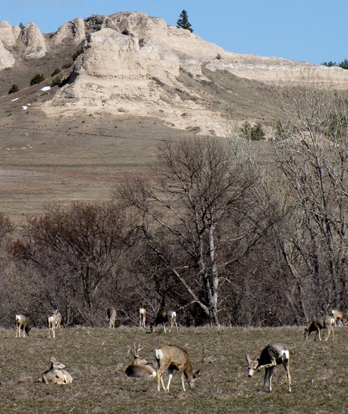 Deer Fest in the Metcalf Wildlife Management Area 