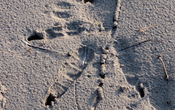 Hint of Crane Along the Niobrara River