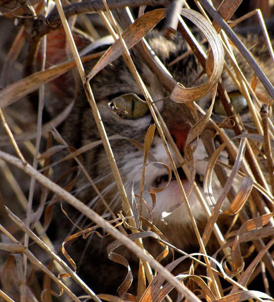 Fierce Furry Purry Keeps Us Safe from Mice Along the Banks of the Niobrara River